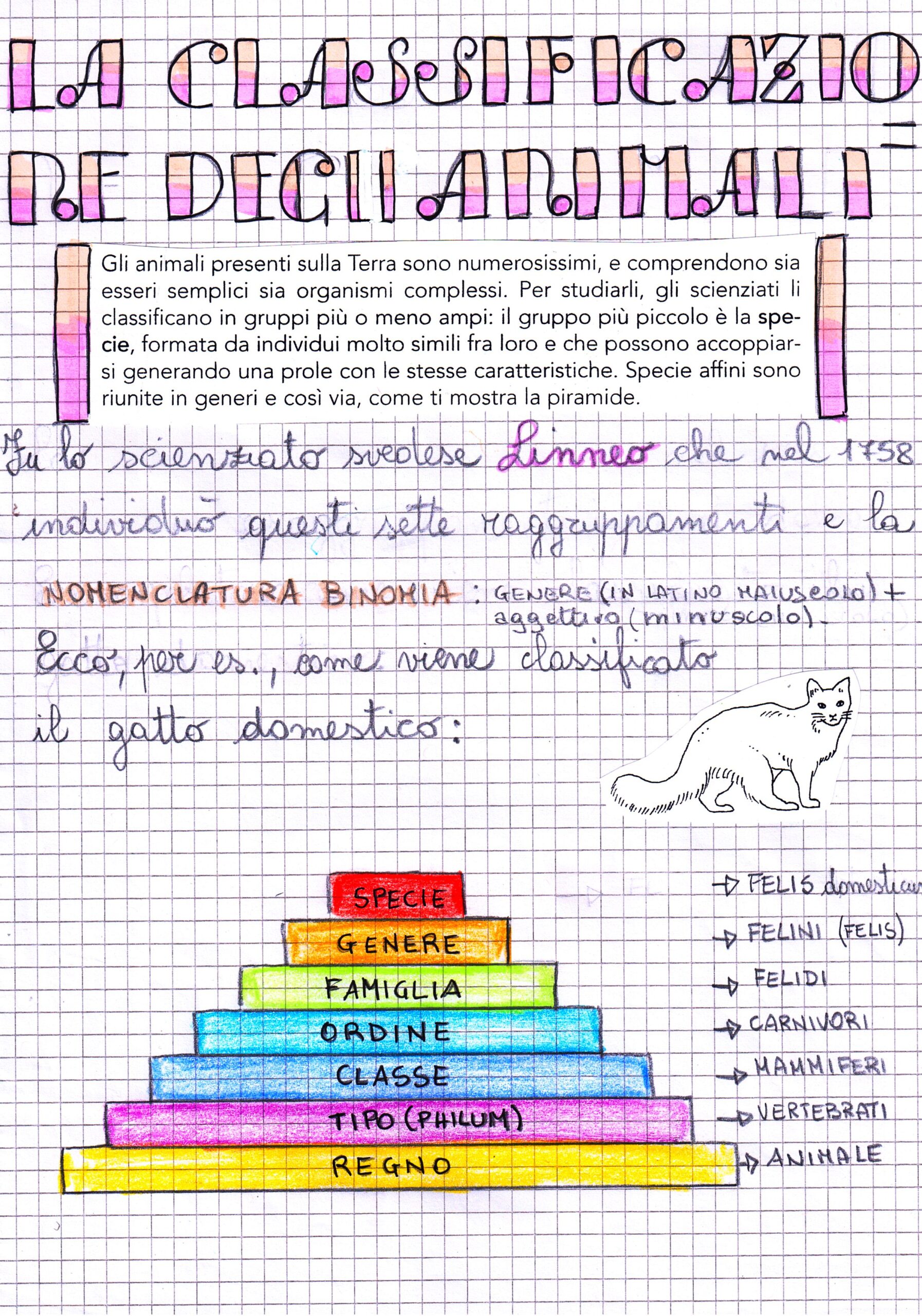 Quaderno di scienze classe quarta.Il regno animale prima parte ( gli